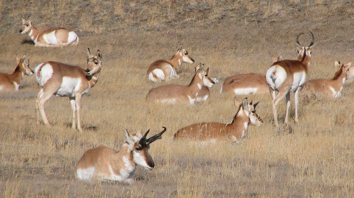 Pronghorn
