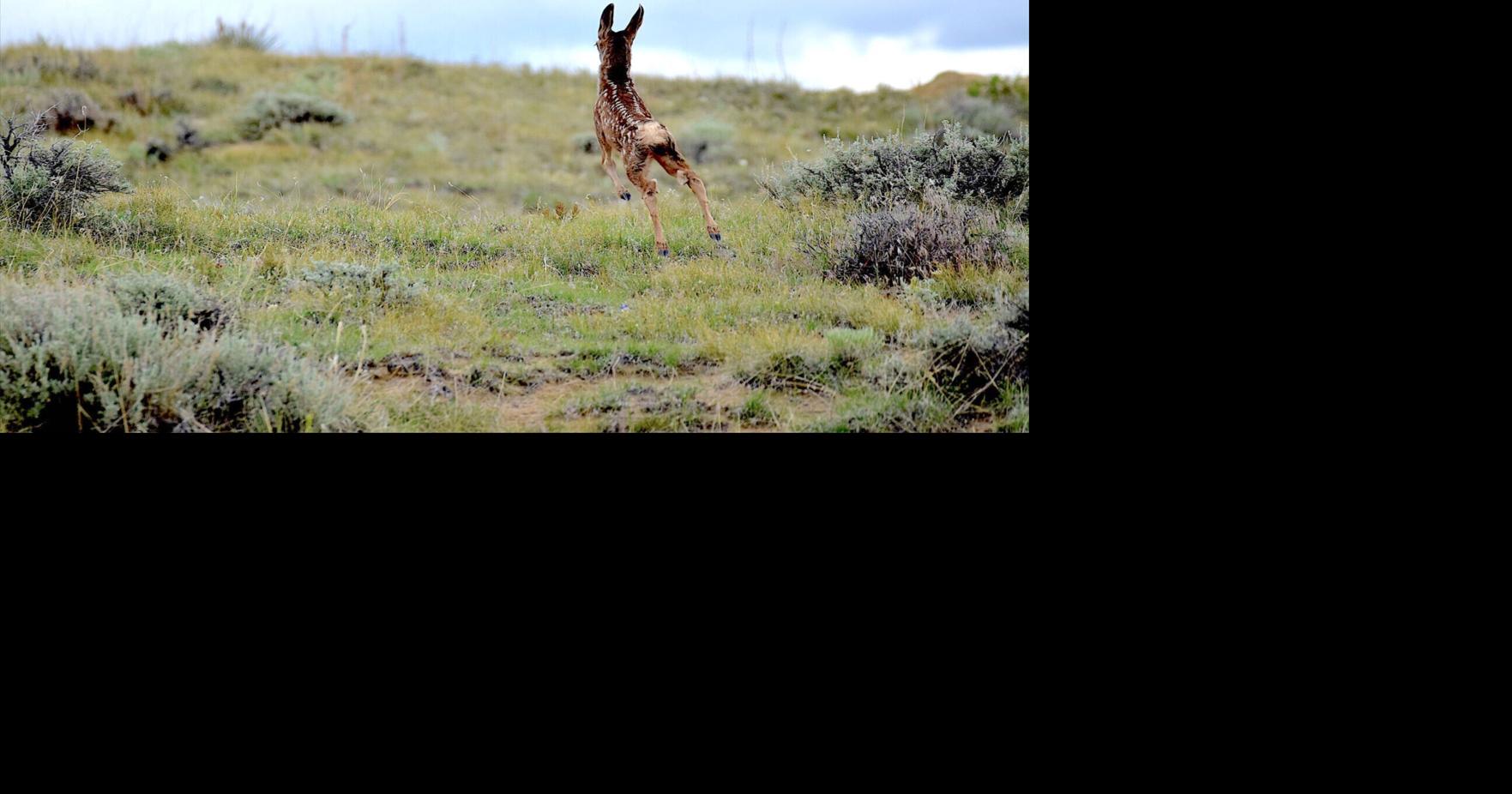 Wyoming briefs: baby wildlife warning, coroner's report and a candidate deadline reminder