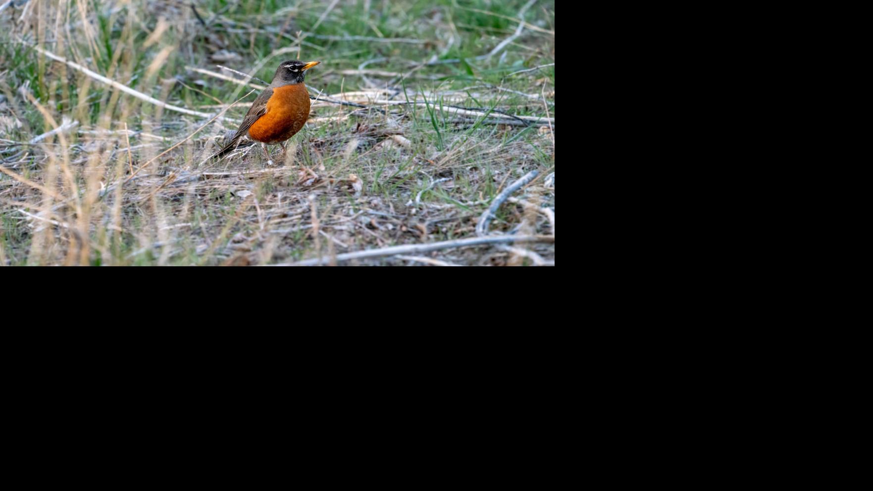 Climate change, wildfires cause bird die-offs - Casper Star-Tribune Online