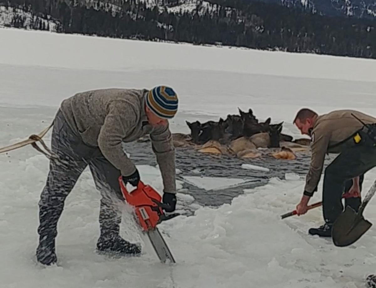 Volunteers With Chainsaws And Lassos Rescue Herd Of Elk That Fell