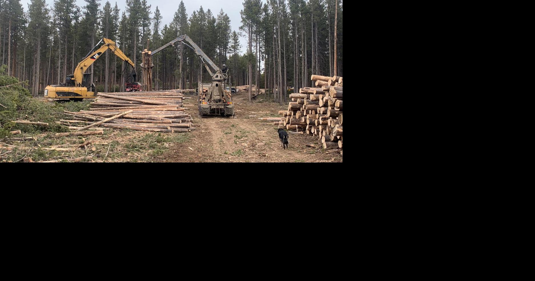 Big Horn National Forest ramps up timber sales