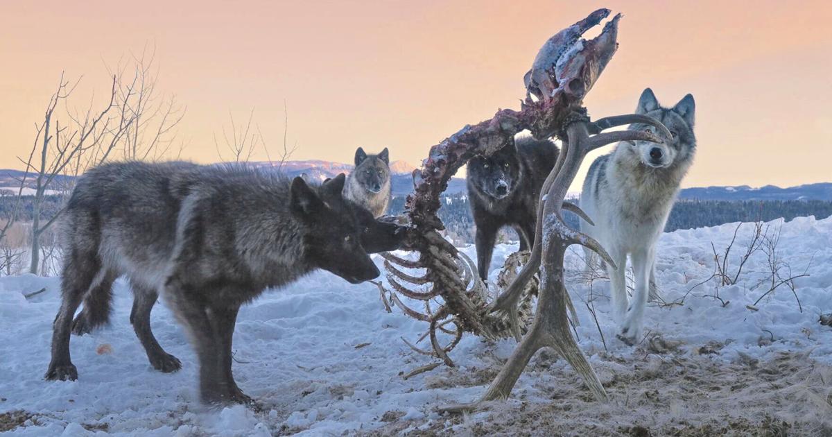Wolf On Ribs Wolves feeding on bones.jpeg