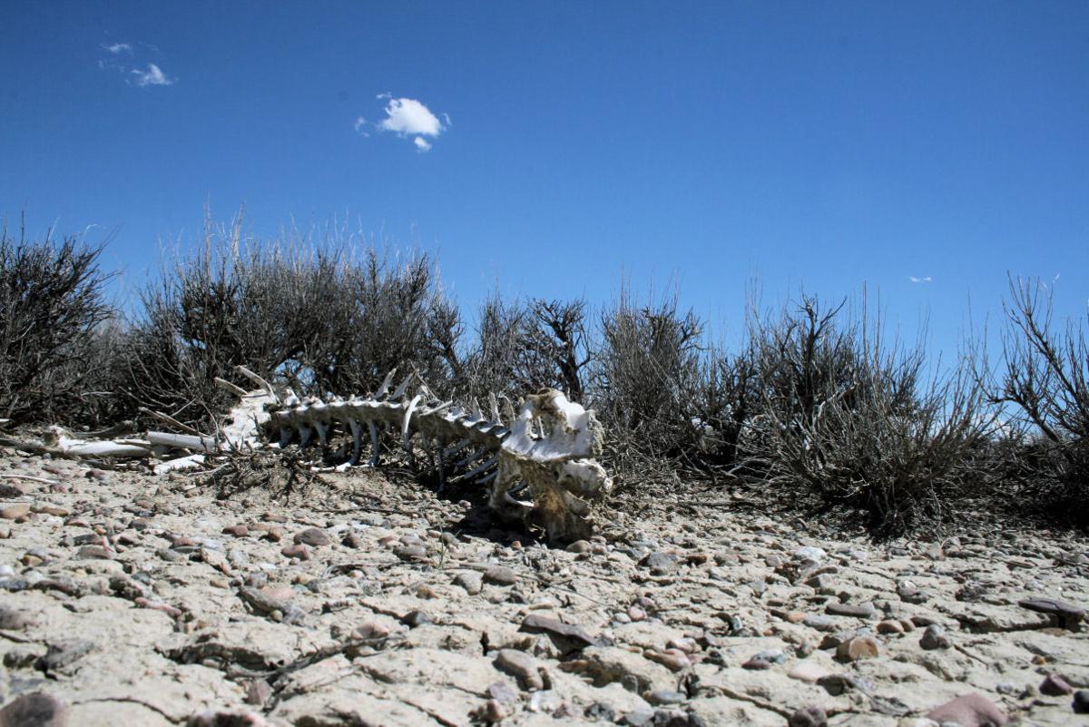 What an unprecedented sagebrush die off and its even more surprising recovery taught us