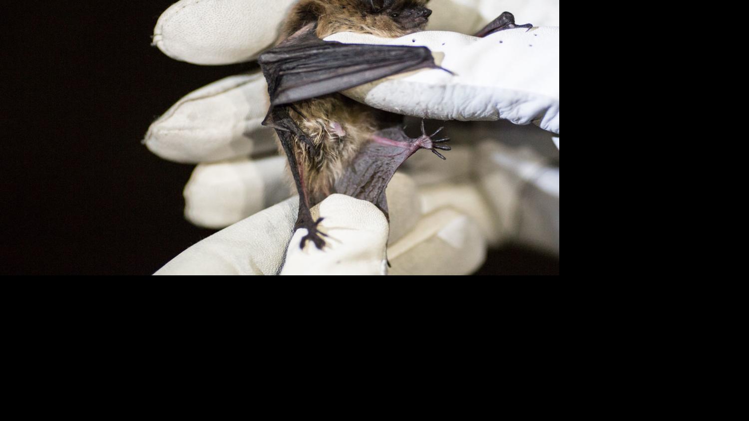 Researchers Race To Survey Bats Prevent Spread Of Deadly Fungus Recently Found In Wyoming Open Spaces Trib Com
