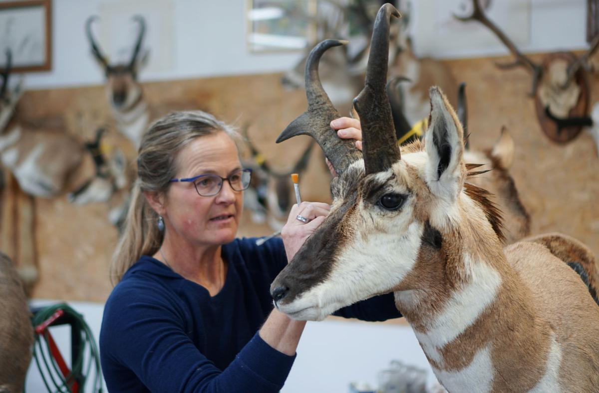 Lander Taxidermist
