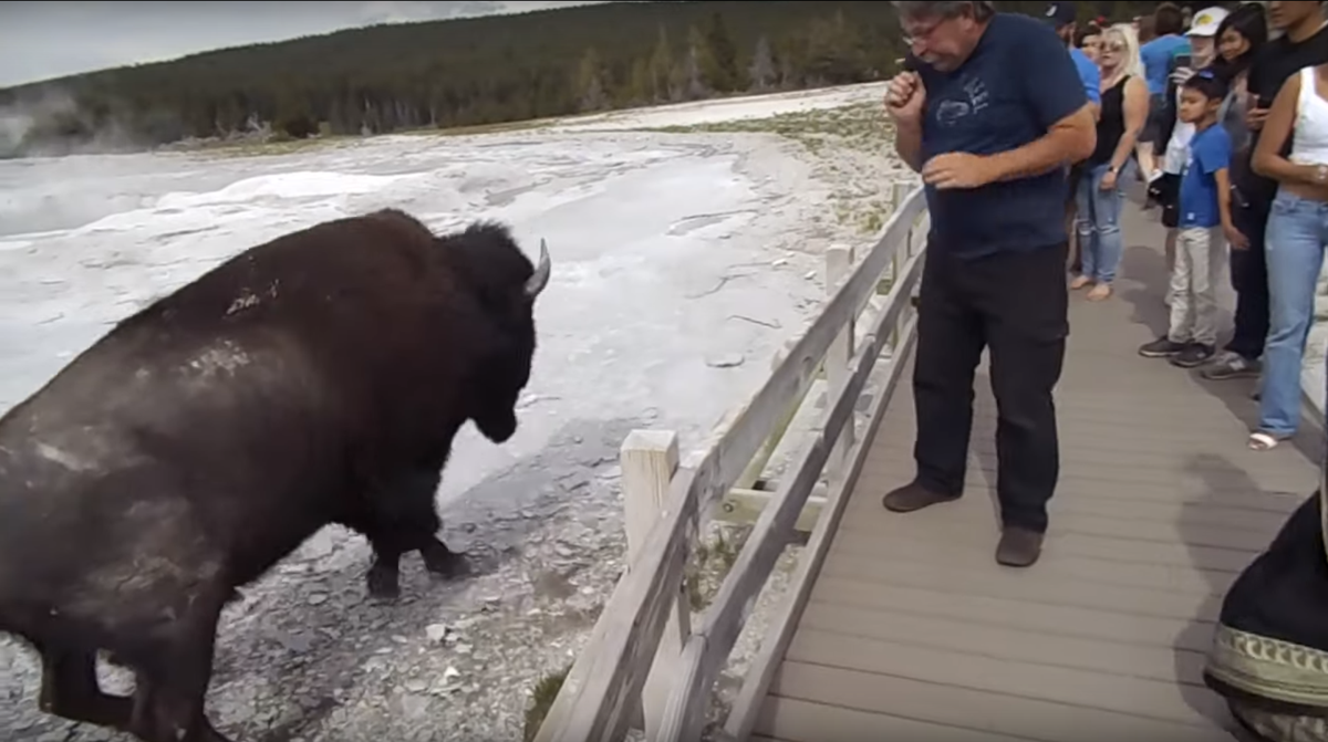 After tourist pets bison, Yellowstone officials warn of dangerous