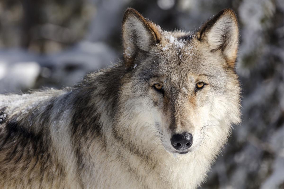 Western Gray Wolf