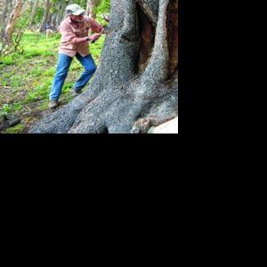 Trees in trouble