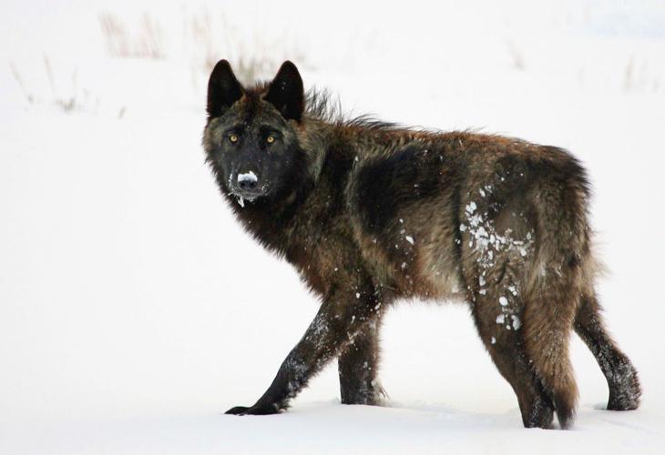 Black wolves
