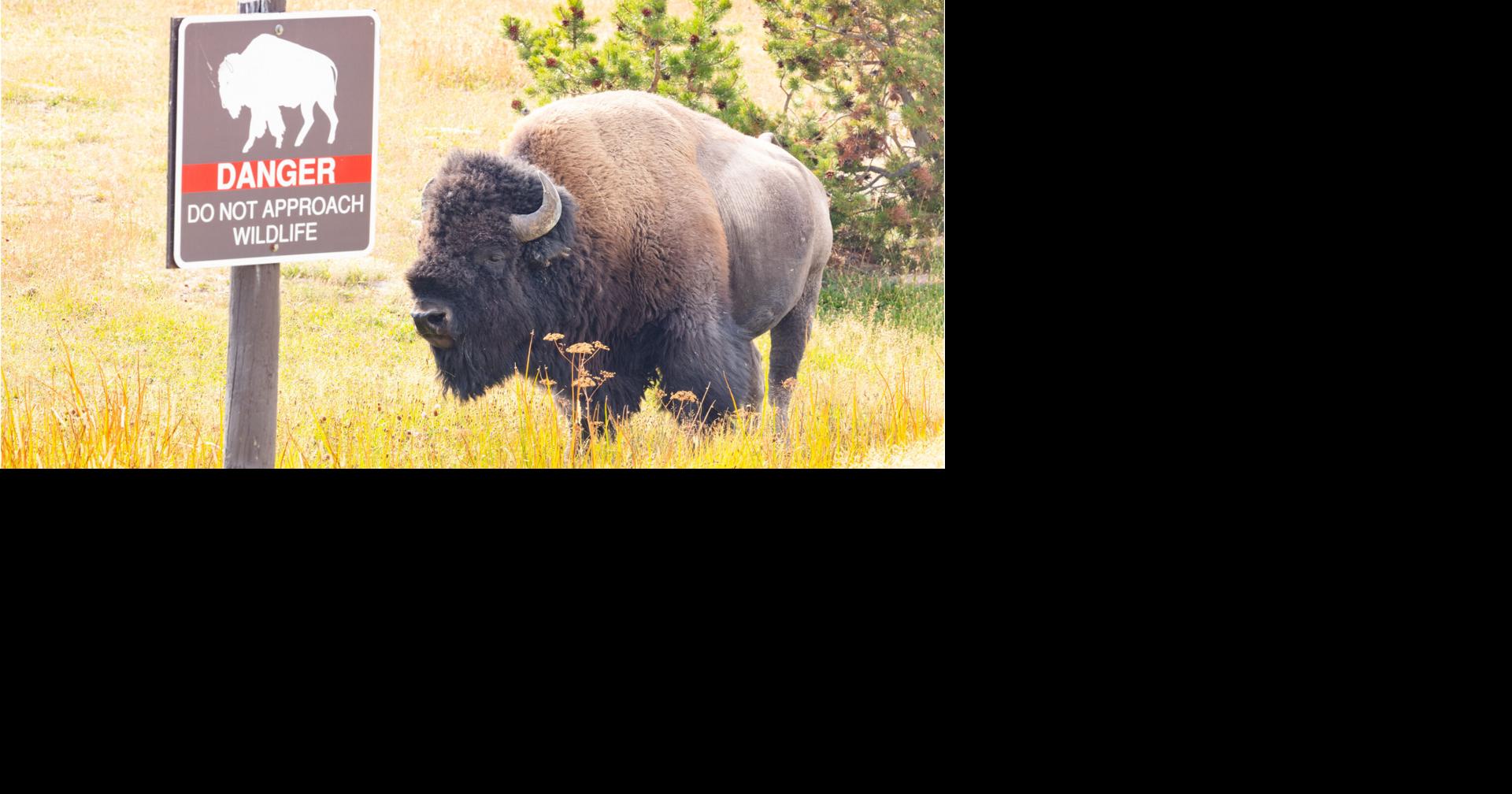 Bison injures 12-year-old visitor at Yellowstone