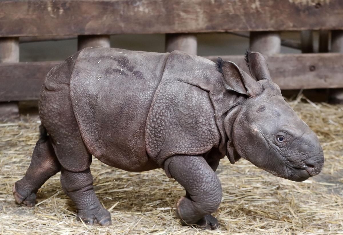 wild republic rhino