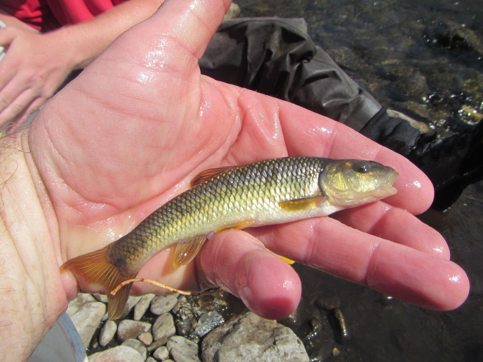 creek chub with horns