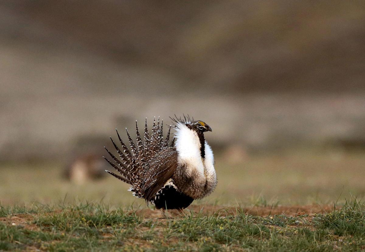 Sage grouse farming rules clear Game and Fish Commission