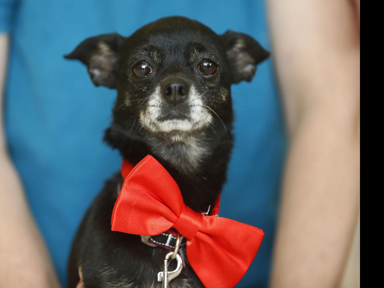 Saturday Benefit To Feature Dogs In Formalwear Casper Trib Com