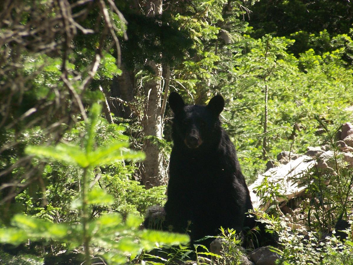 Black bear