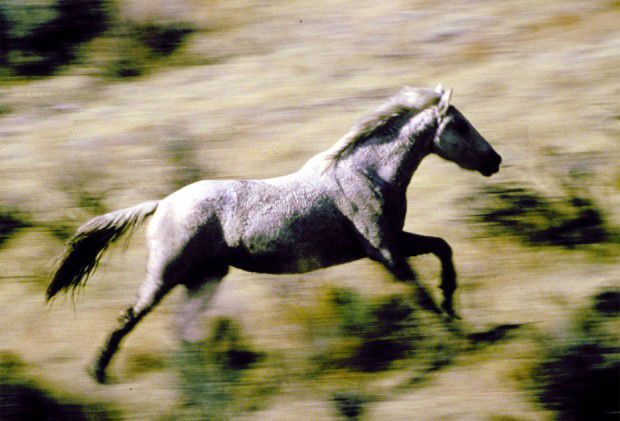 Wild horse sanctuary