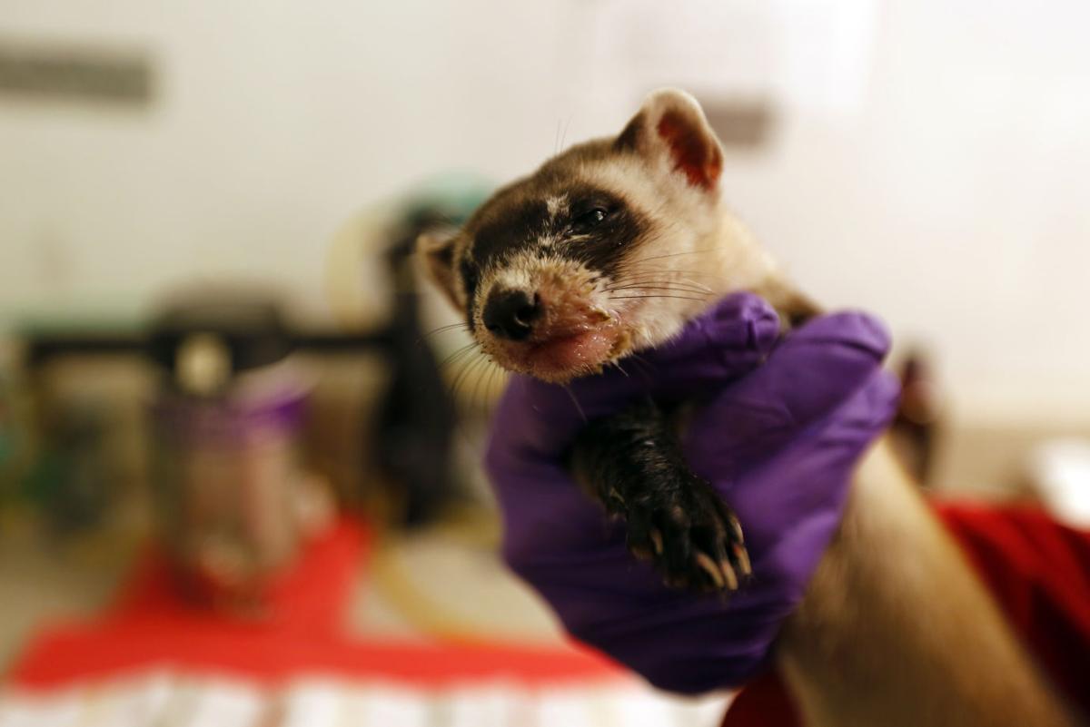 Scientist Remembered For Pioneering Work On Wildlife Disease Saving Black Footed Ferret Wyoming News Trib Com