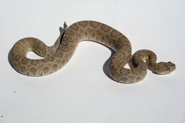Midget Faded Rattlesnake