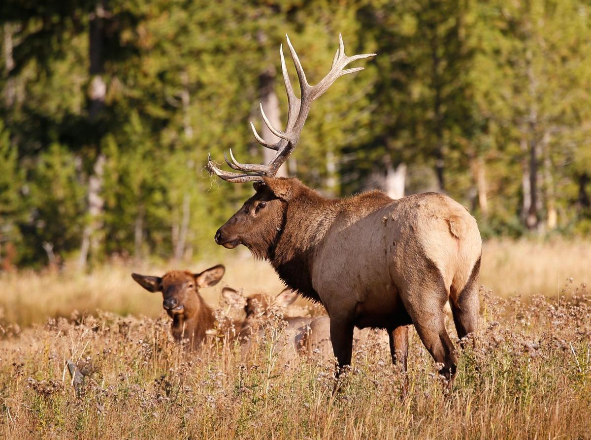 Survey shows Yellowstone elk herd at highest level since '05 Open