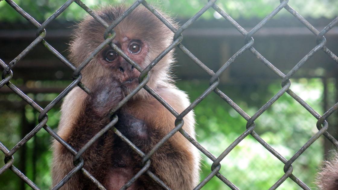 Photos: Economic crisis hits Puerto Rico's only zoo Photos: Economic crisis hits Puerto Rico's only zoo
