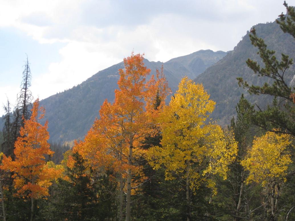 Shoshone National Forest