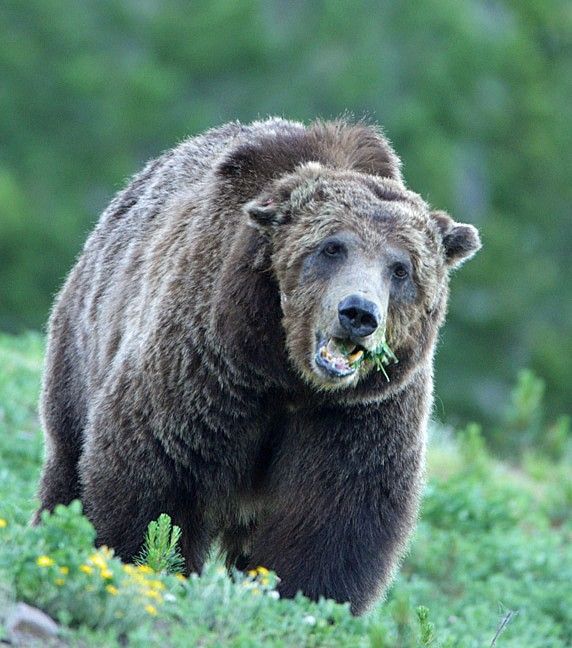 famous-yellowstone-grizzly-scarface-was-shot-at-close-range-by-elk