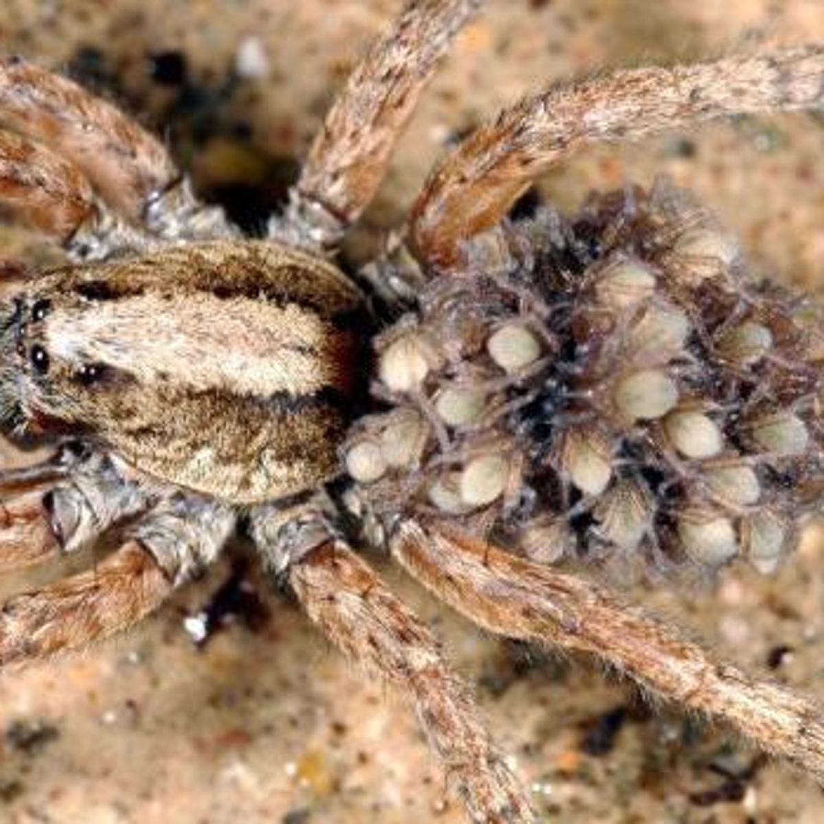 Can Black Widow Spiders Kill Cats / Insects That Are Toxic To Cats And