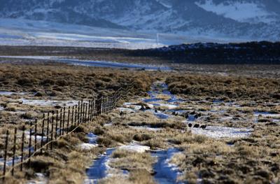 Sage Grouse Eat Dirt