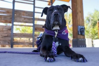 Casper’s most recognizable celebrity has four paws and a big day ahead