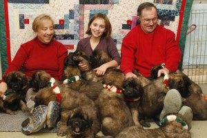 little mountain leonbergers