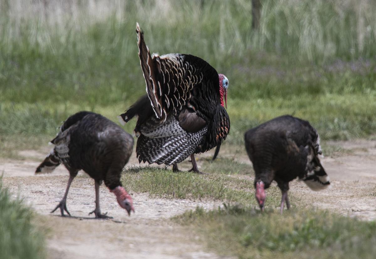 Turkeys