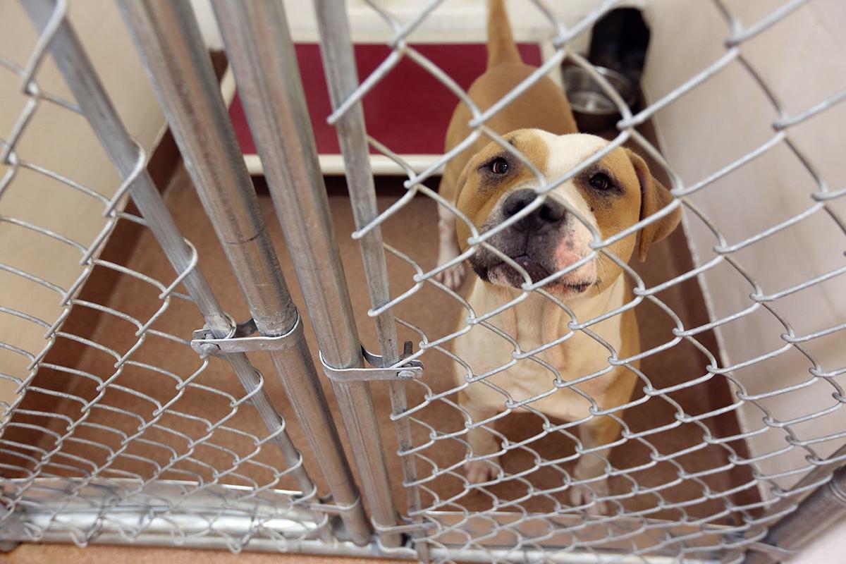 Mills Parting Ways With Metro Animal Shelter Evansville Also