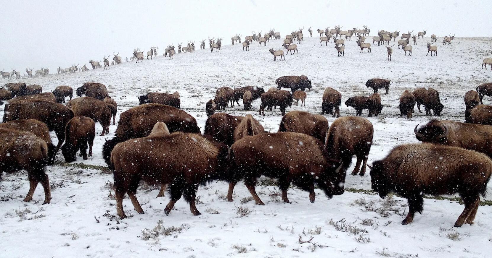 Tribal bison hunt expands on National Elk Refuge to include Eastern Shoshone - Vimarsana News