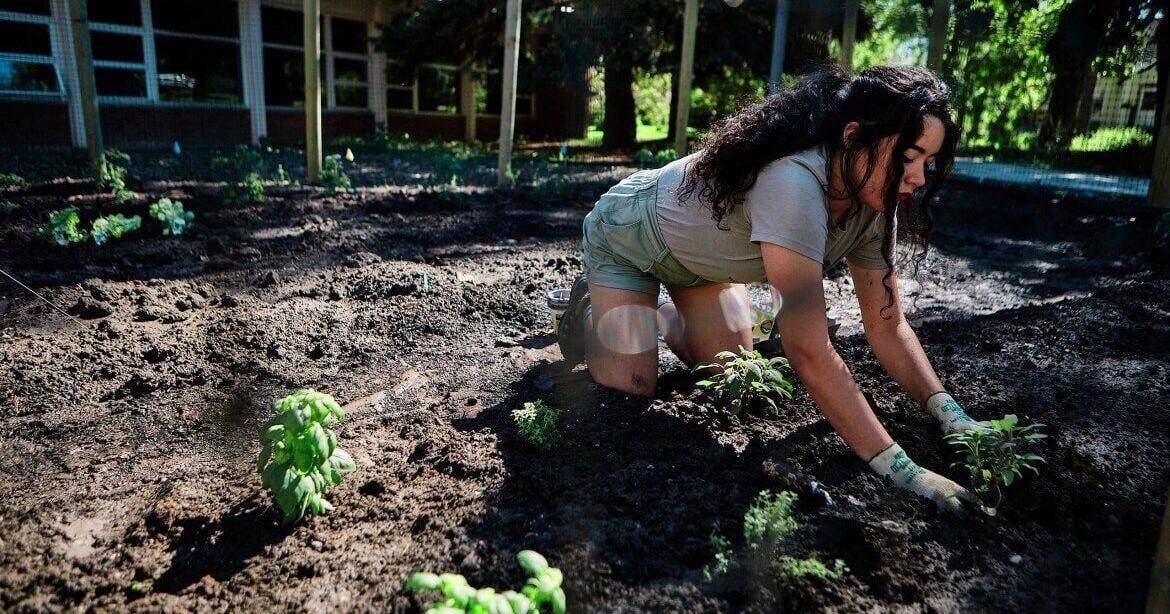 Food sovereignty movement sprouts as bison return to Indigenous communities - Vimarsana News