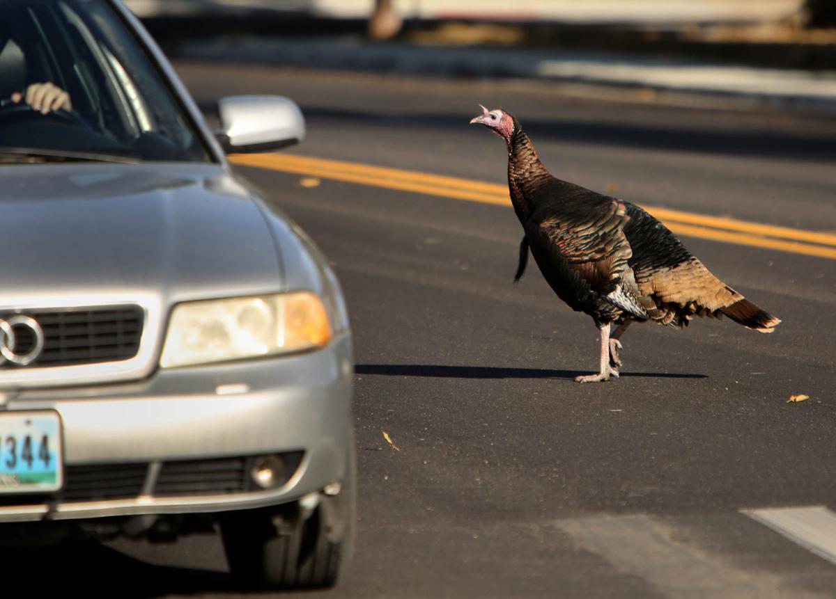 The Life And Times Of Thomas Gobbles Casper S Most Famous Turkey