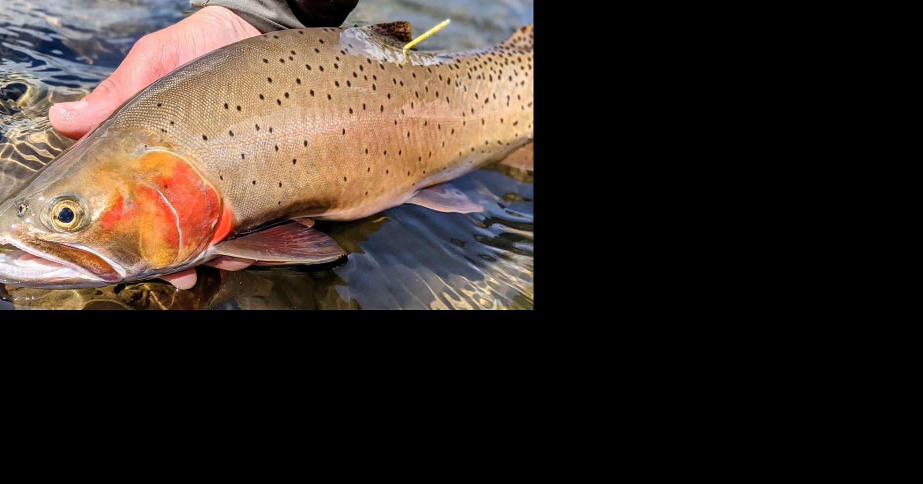 Yellowstone too close three rivers fishing