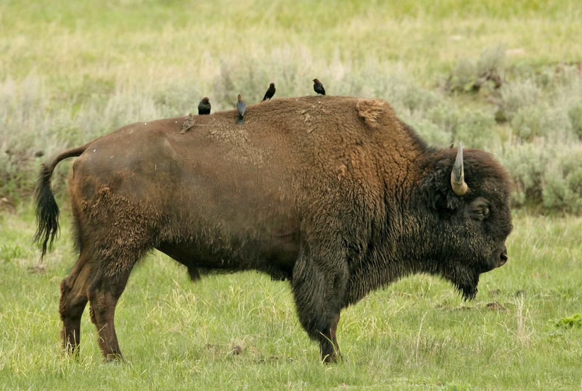 Yellowstone park to reconsider controversial bison plan