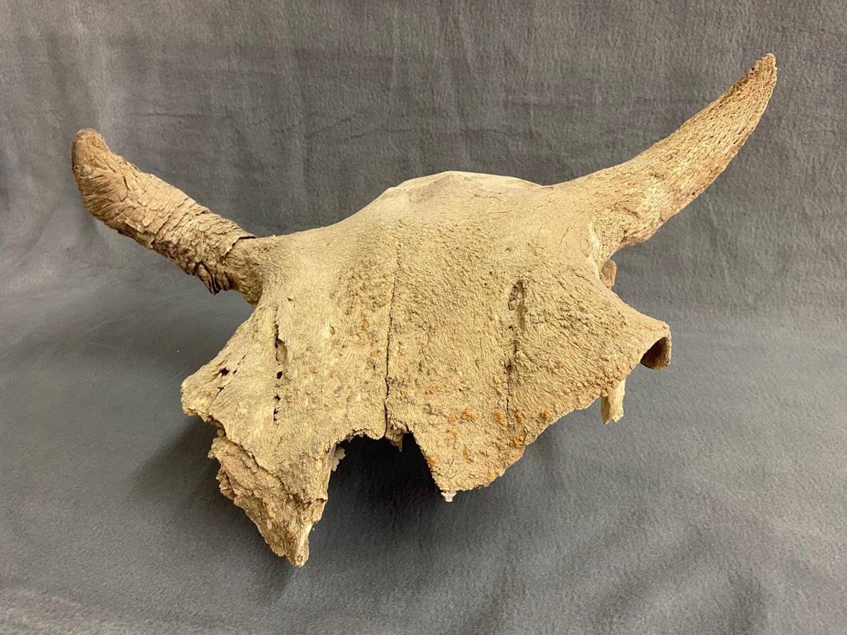 Bison skull