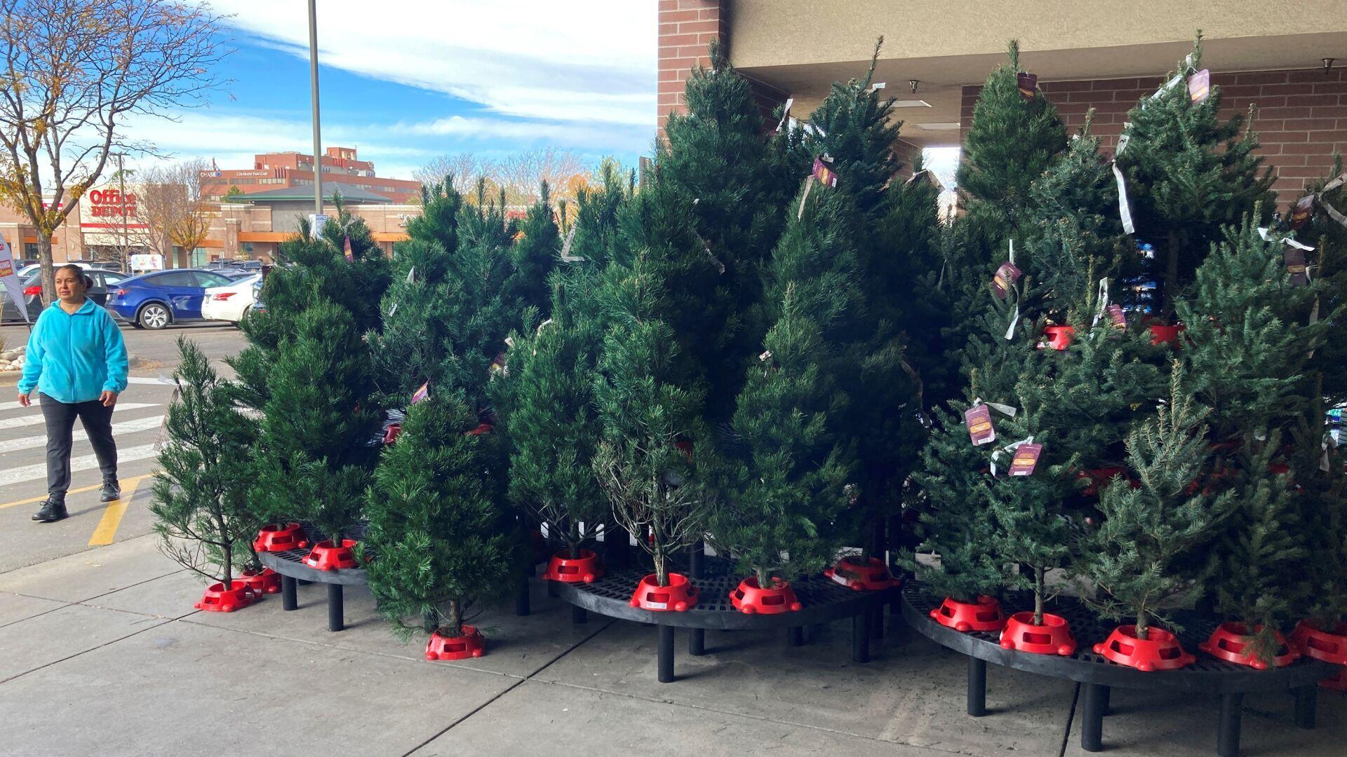 Casper Wy 2022 Christmas Tree Disposal Expect To Pay More For Christmas Trees, Experts Say | National | Trib.com