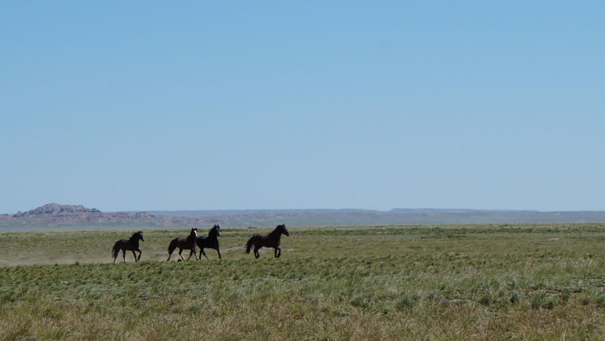 Red Desert
