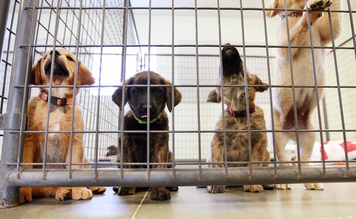 Dog Bites In Casper Lead City Council To Suggest Stricter Laws Casper Trib Com