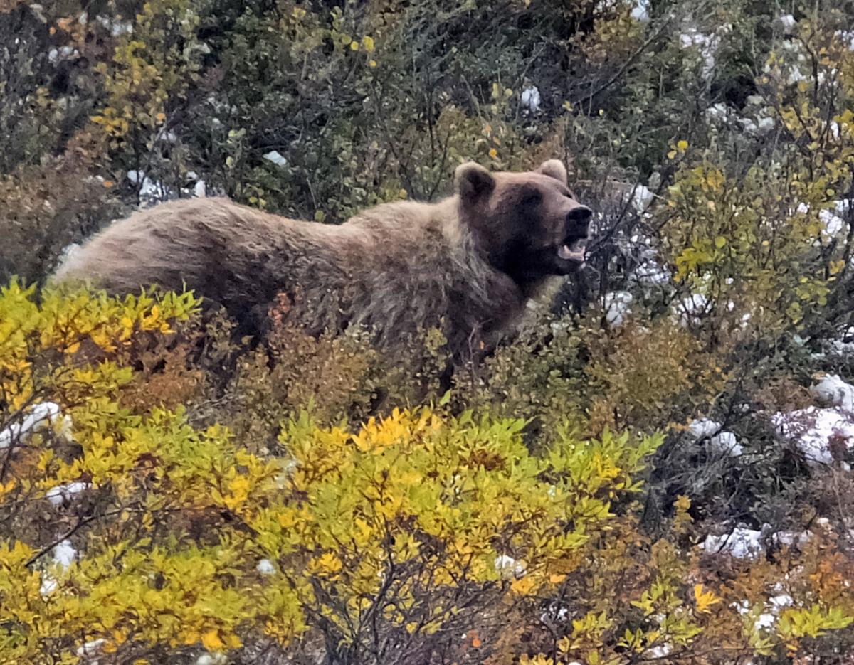 Wyoming Grizzly Hunt