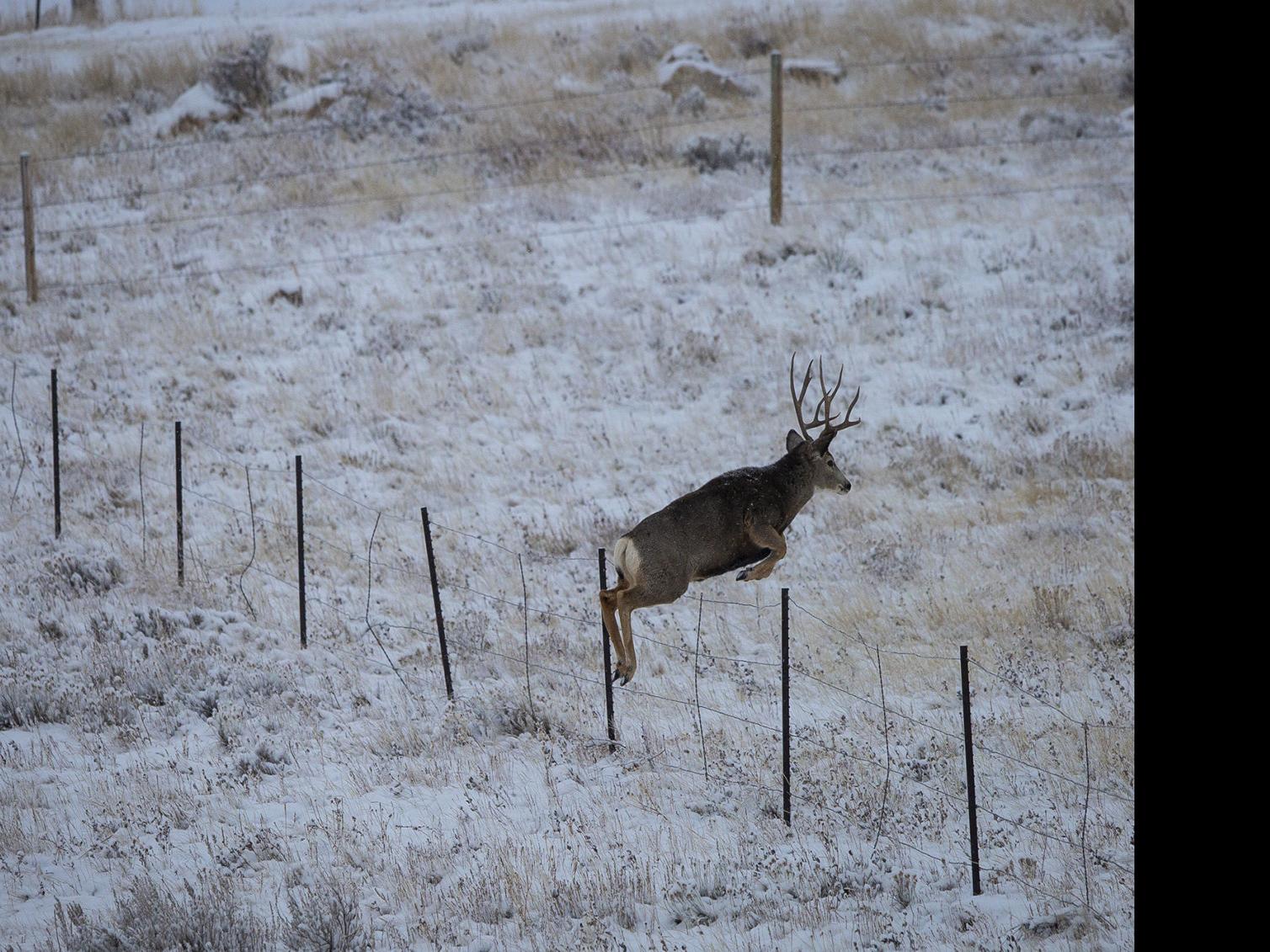 Some Oppose Plan To Cull Rawlins Deer Wyoming News Trib Com