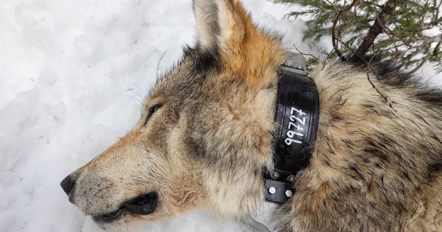 Yellowstone National Park wolves suffer through lean winter - Vimarsana News