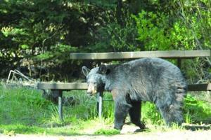 August 11 recap: Wyoming news you may have missed today