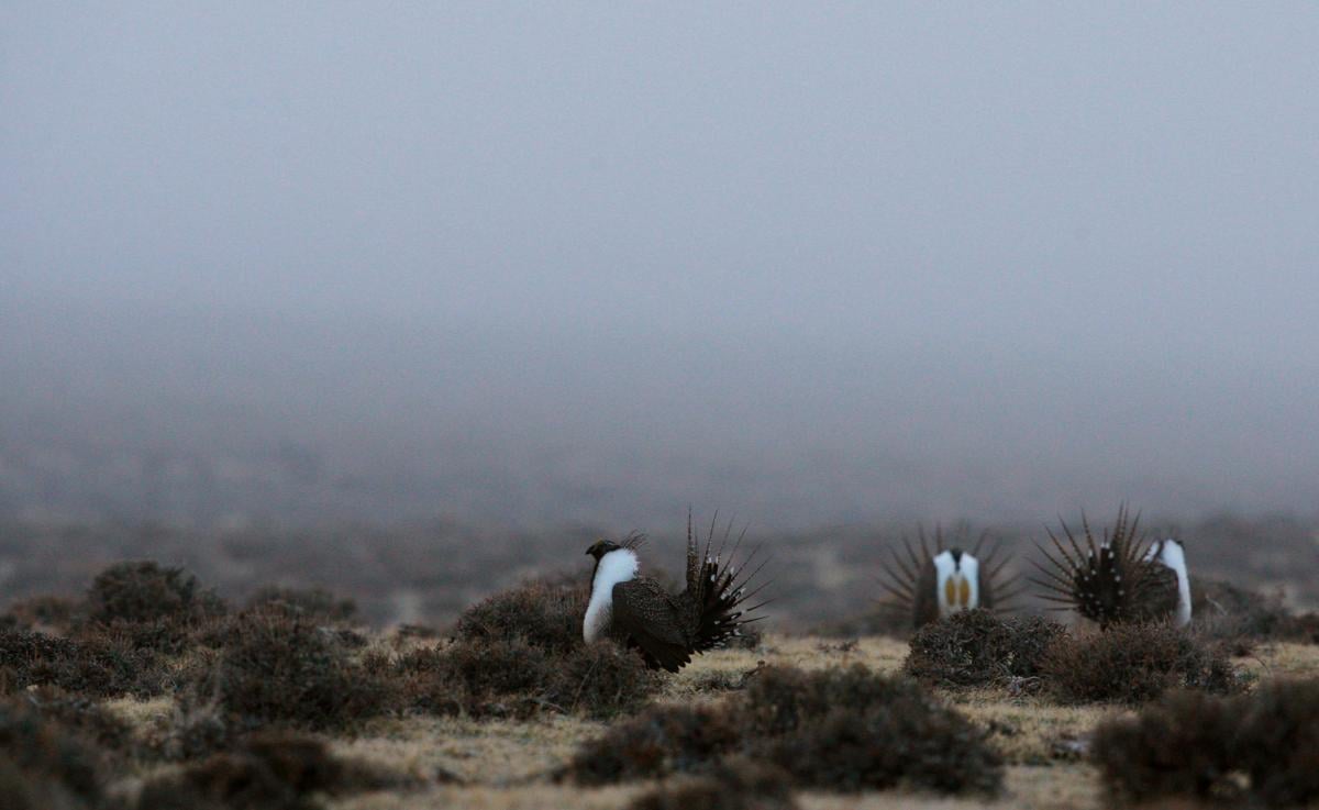 Sage Grouse