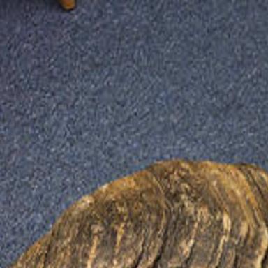Massive Montana Bighorn That Died Of Natural Causes Shatters World Record Open Spaces Trib Com