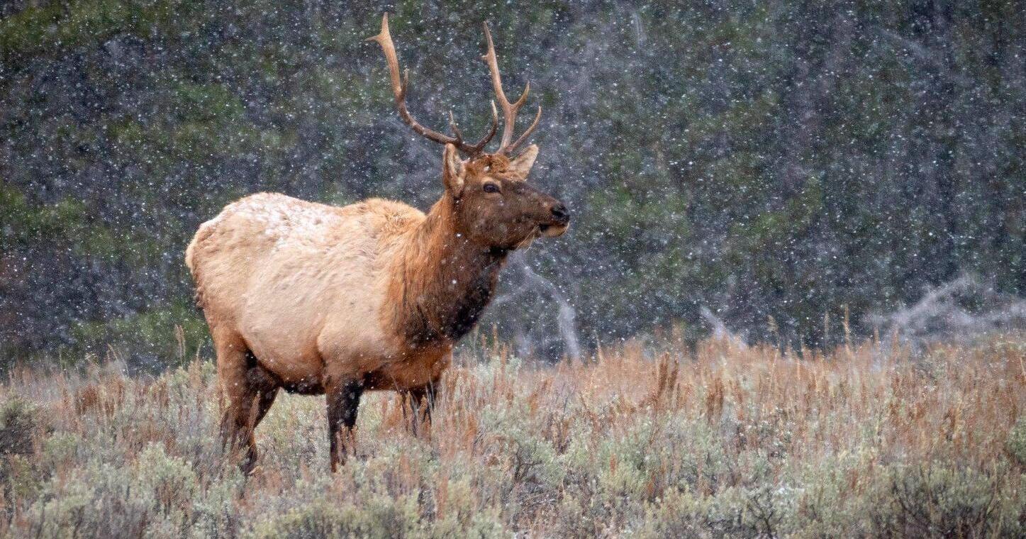 Wyoming wildlife managers seek new ways to reduce elk herds - Vimarsana News