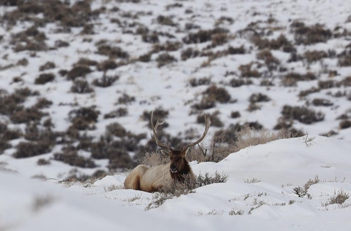 Elk