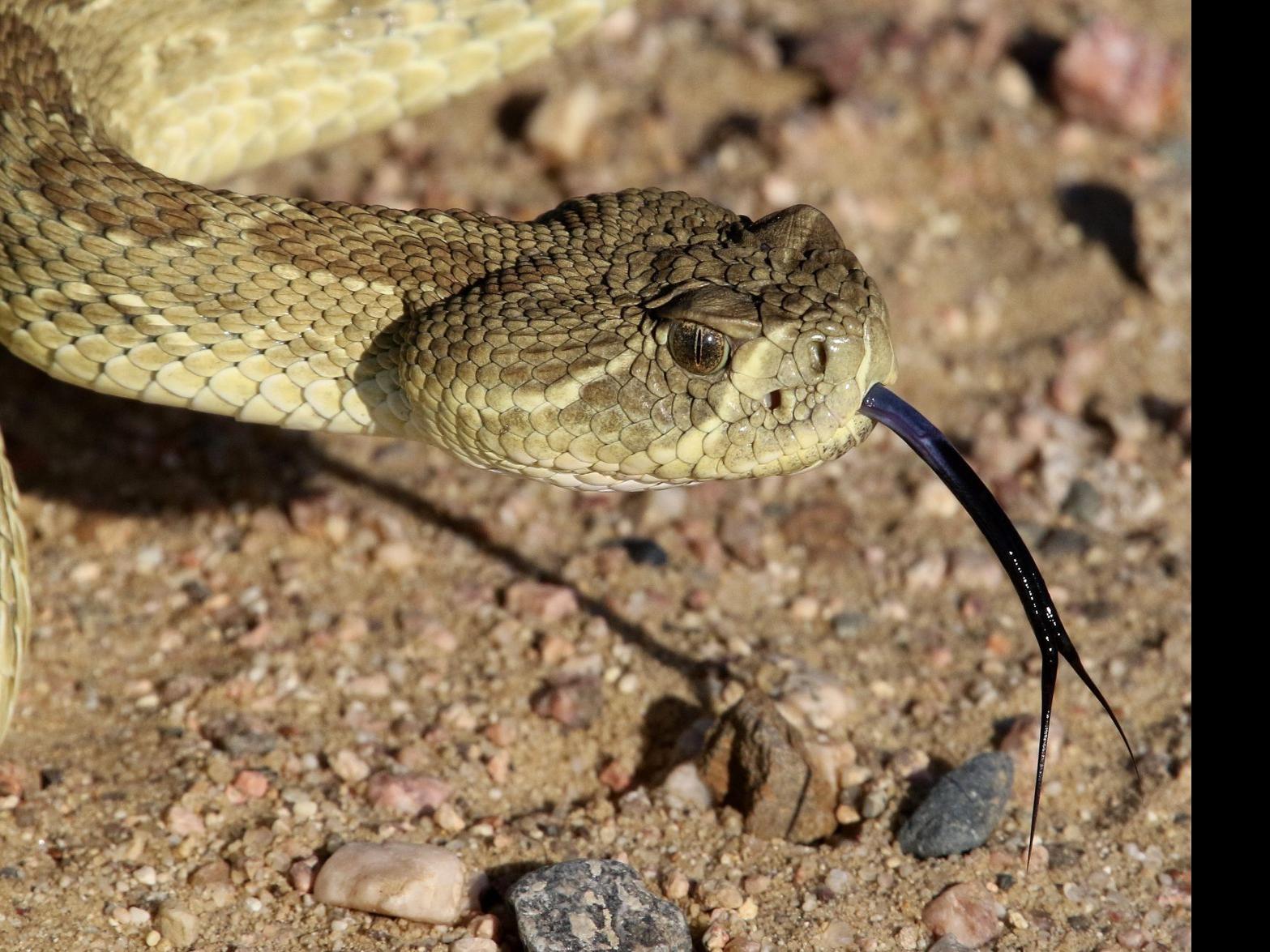 Rumba In The Rocks The Prairie Rattlesnake Columns Trib Com